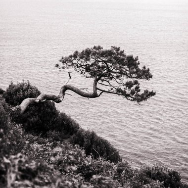 Sert dağ kayalarının üzerinde büyüyen yalnız bir ağaç manzarası denizin üzerinde siyah beyaz.