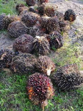 Hurma yığını toplandıktan sonra yol kenarına yığılmış, tahsildara nakledilmeyi bekliyor, sonra da fabrikaya gönderiliyor..