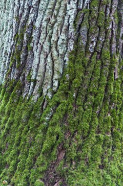 Yosun kaplı bir ağacın dibinin dikey yakın çekimi..