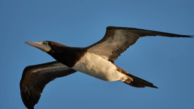 Mavi gökyüzünde uçan kahverengi memeli kuşun yakın çekimi.