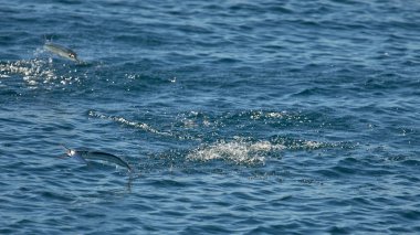 Mavi berrak okyanus suyuna atlayan bir grup balık.