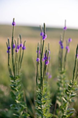 Aydınlık gökyüzüne karşı yeşil çimenli, bembeyaz mine tarlasının dikey güzel manzarası.