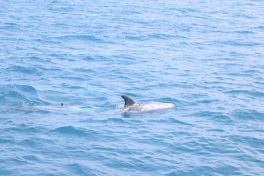 Mavi sakin deniz yüzeyinde yüzen bir yunus.