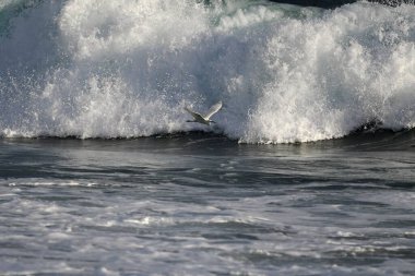 Deniz dalgaları üzerinde uçan yalnız bir deniz kuşu.