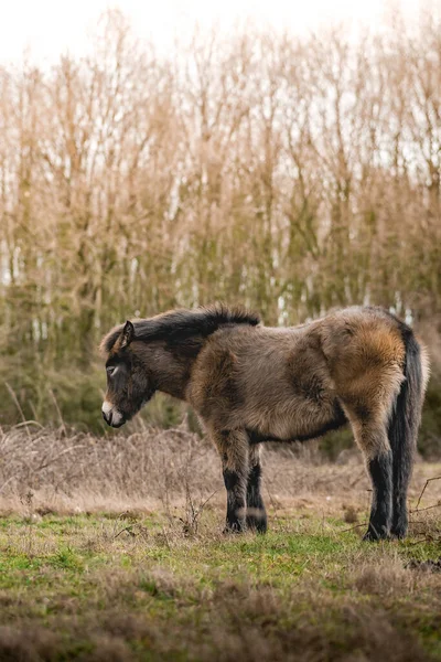 Detailní Záběr Koně Poli — Stock fotografie