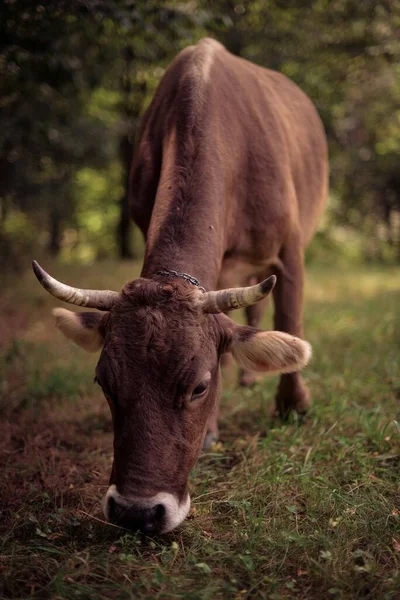 Brown Cow Grazing Green Grassy Field Farm — Stock Photo, Image