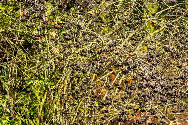 Ağaçta sallanan böğürtlen