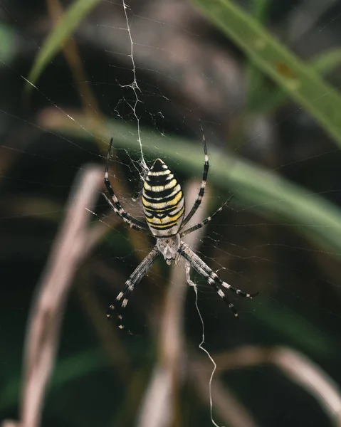 Örümcek Ağındaki Örümceğin Dikey Yakın Çekimi — Stok fotoğraf