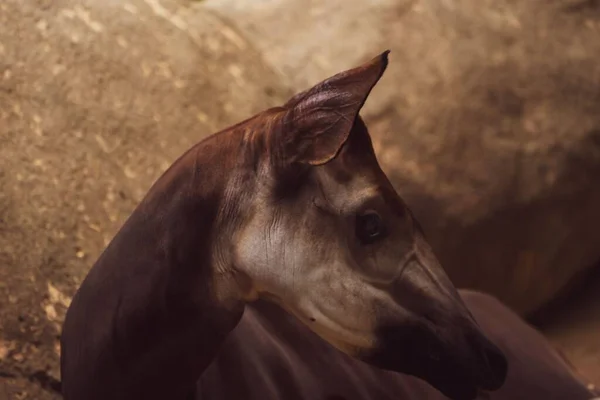 Primer Plano Cabeza Okapi Sobre Fondo Borroso —  Fotos de Stock