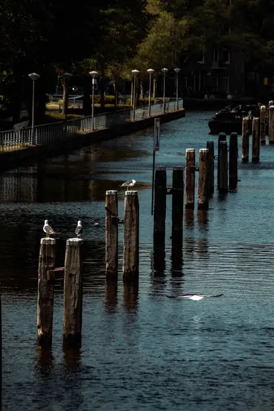 Vertical Shot Beautiful Lake Amsterdam Netherlands — Stock Photo, Image