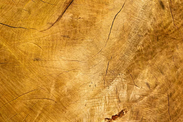 茶色の木の樹皮の質感の背景 本物のオークの木 — ストック写真