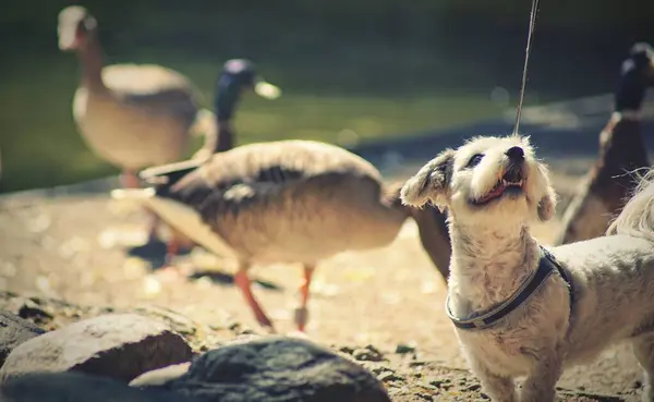 Ein Entzückender Hund Neben Einer Gänseschar — Stockfoto
