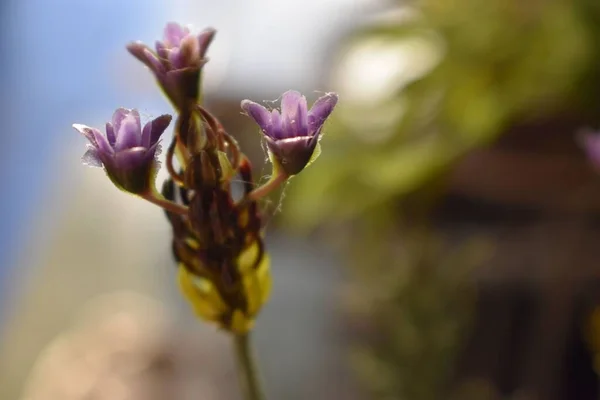 Tiro Foco Raso Pétala Roxa Anão Gentios Plantas Com Fundo — Fotografia de Stock