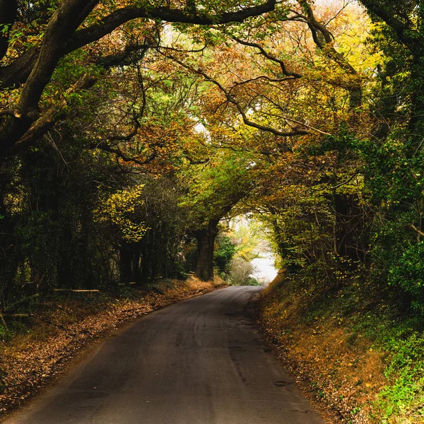 Droga Tunelu Jesienią Anglii Wielka Brytania — Zdjęcie stockowe