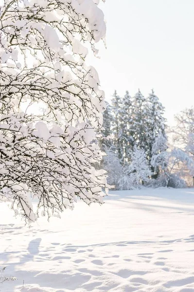 Vertikální Záběr Stromů Poli Pokrytém Sněhem — Stock fotografie