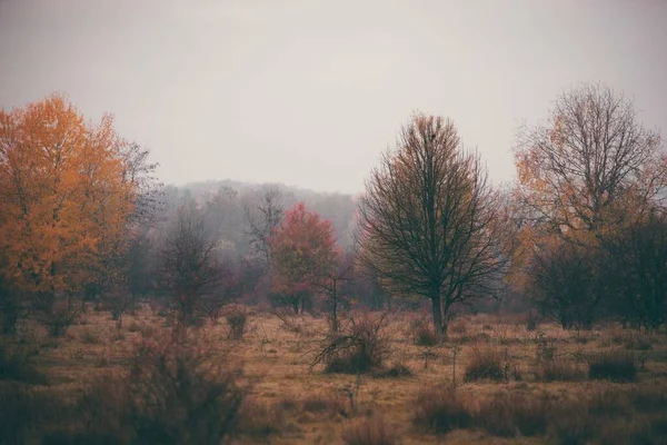 Vue Une Zone Boisée Par Une Sombre Journée Automne — Photo