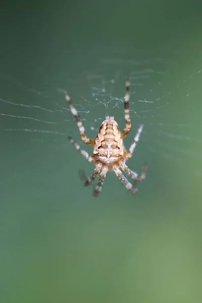 Vertikální Záběr Pavouka Pavučině Venku — Stock fotografie