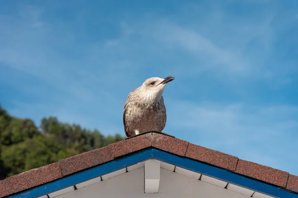 Eine Schöne Möwe Sitzt Auf Einem Dach Vor Dem Blauen — Stockfoto