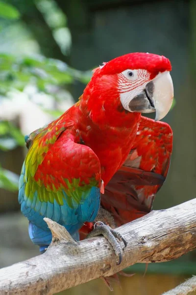 Vertikální Záběr Červenozeleného Papouška Sedícího Větvi Stromu Zoologické Zahradě Spaycific — Stock fotografie