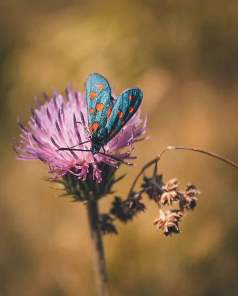 羽のないアザミの上に青い蝶の垂直ショット — ストック写真