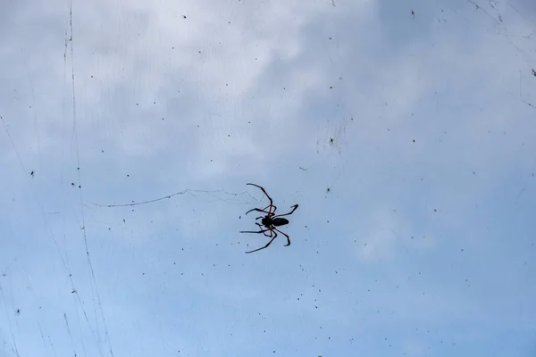 Uma Foto Close Uma Enorme Aranha Negra Sua Teia — Fotografia de Stock