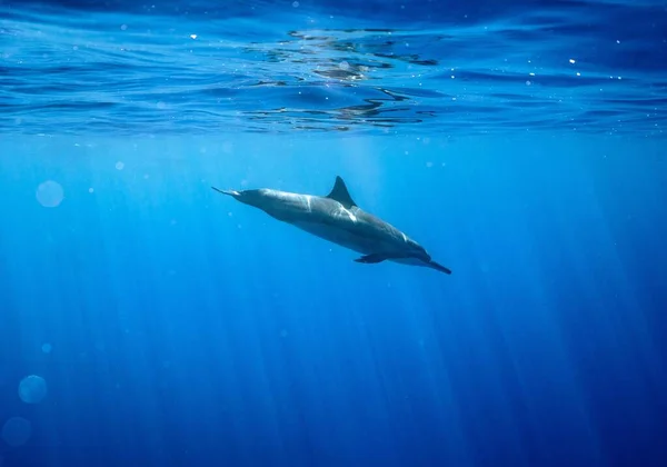 Utsikt Över Hawaiiansk Delfin Som Simmar Vattnet Genom Solstrålar — Stockfoto