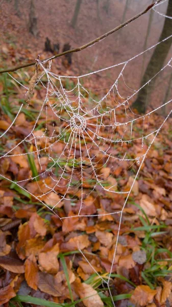Ein Spinnnetz Den Stängeln Herbstlichen Wald — Stockfoto