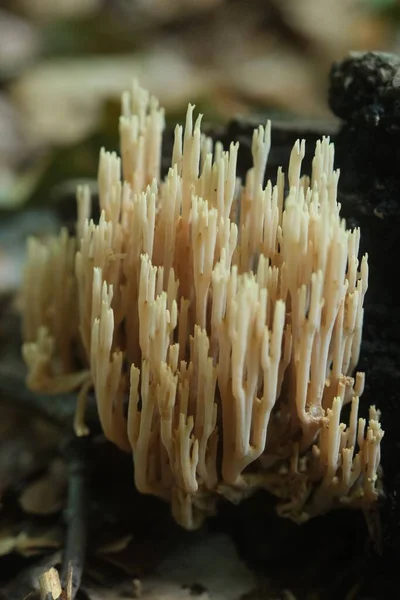 Egy Függőleges Közelkép Korallok Artomyces Pyxidatus — Stock Fotó