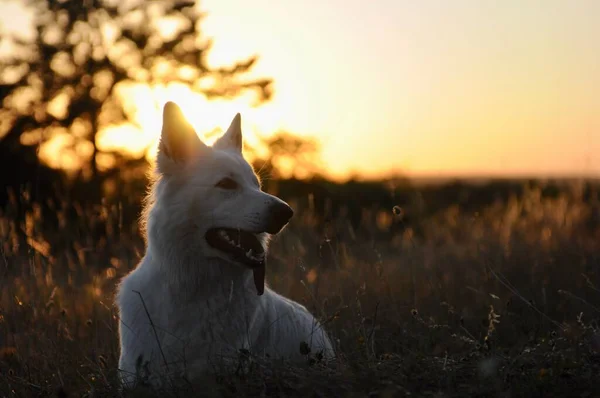 Close Adorable Dog Field Sunset — Stock Photo, Image