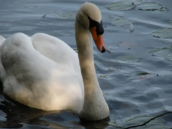 Grazioso Cigno Bianco Che Galleggia Nel Lago — Foto Stock