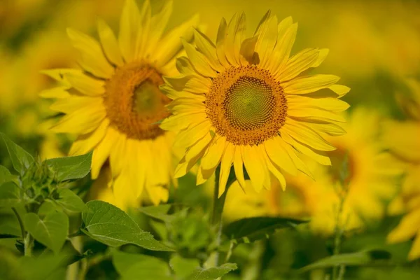 日当たりの良い美しい一般的なひまわり畑の花の選択的フォーカスショット — ストック写真