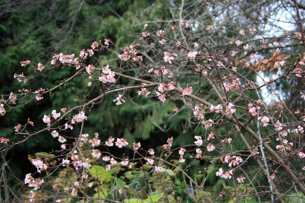 树上盛开的花 — 图库照片