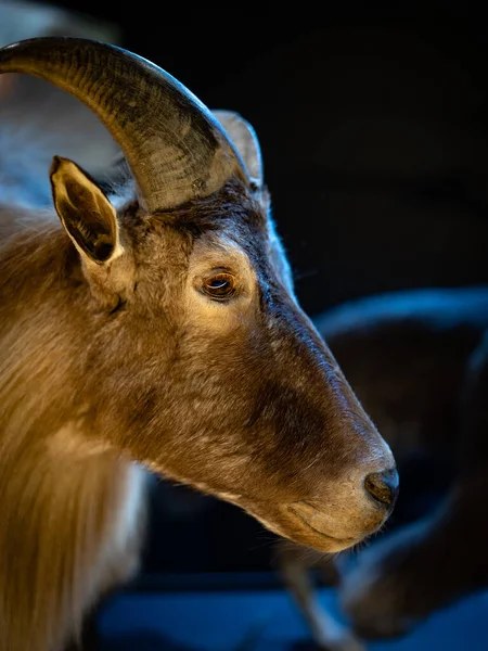 Una Cabra Modelo Museo Leiden Países Bajos —  Fotos de Stock