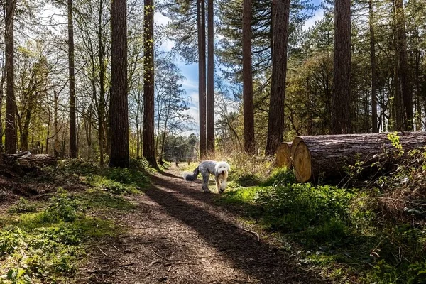 Roztomilý Pes Procházka Lese Slunečného Dne Kefalonia — Stock fotografie