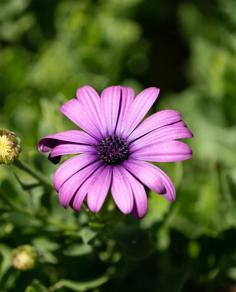 Gros Plan Une Seule Fleur Marguerite Cape Violette Plan Vertical — Photo