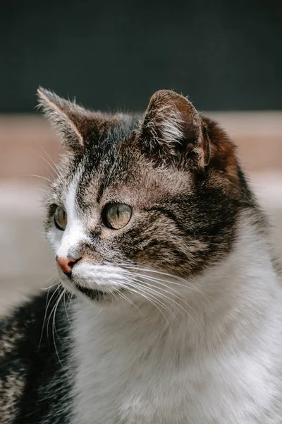 Ett Vertikalt Porträtt Vit Och Brun Katt Med Suddig Bakgrund — Stockfoto