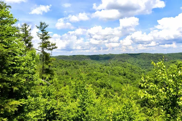 Het Landschapsuitzicht Van Bosbomen Heuvels Onder Bewolkte Lucht — Stockfoto