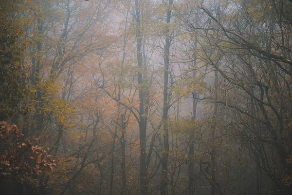 Troncos Árvores Altas Com Folhas Coloridas Outono Floresta — Fotografia de Stock