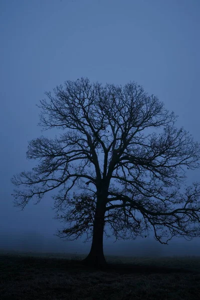 Chêne Dans Champ Crépuscule Hiver Dans Missouri — Photo