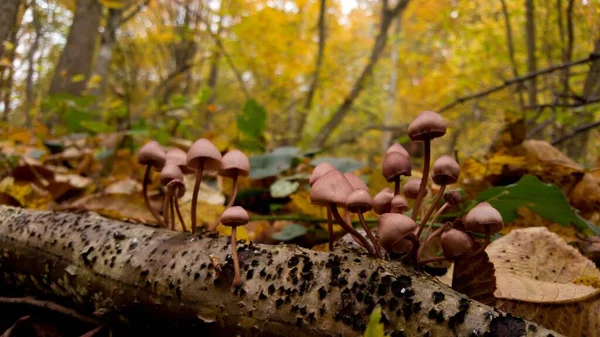Closeup Photo Mushrooms Growing Tree — Stock Photo, Image