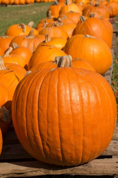 Una Toma Vertical Calabazas Grandes Colocadas Paletas Madera — Foto de Stock