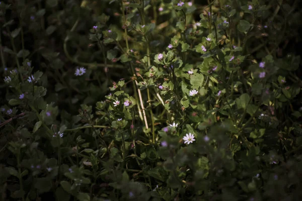 Una Pianta Accecante Con Fiori Fiore — Foto Stock