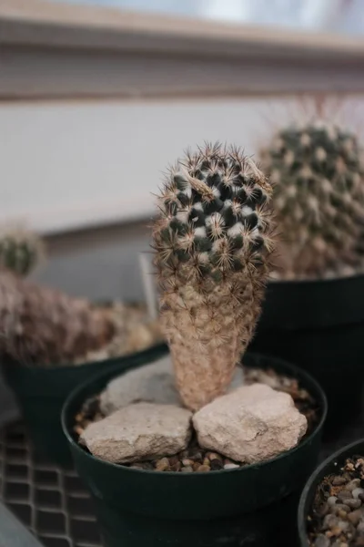 Closeup Cactus Greenhouse West Texas — Stock Photo, Image