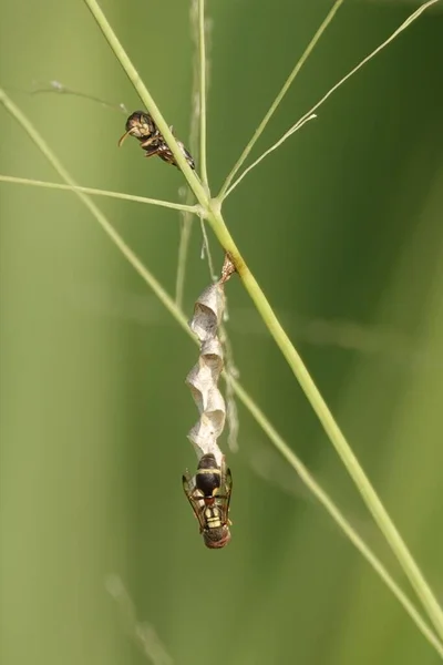 Vertical Shot Wasp Building Nest Corn Fields Chiang Mai Thailand — Stock Photo, Image