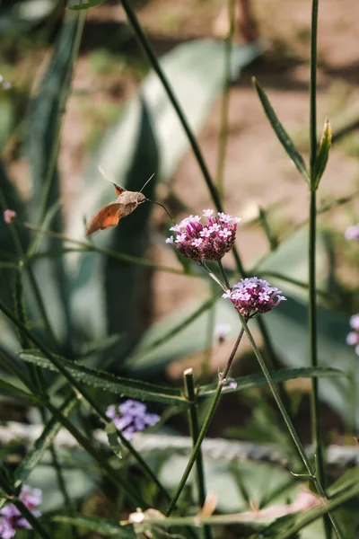 パープルトップ上空を飛ぶハチドリの鷹の蛾の閉鎖 ルーマニアヤシの植物園 — ストック写真