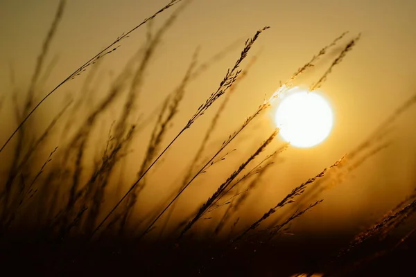 Primer Plano Trigo Fondo Del Sol Poniente — Foto de Stock