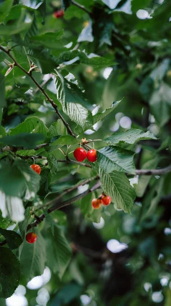 Vertical Shot Cherry Tree Ripe Red Cherries Hanging Branch — Stock Photo, Image