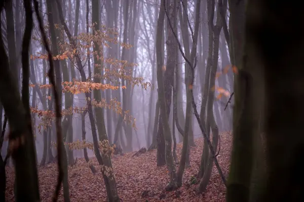 Gli Alberi Autunnali Nella Foresta Nebbiosa — Foto Stock