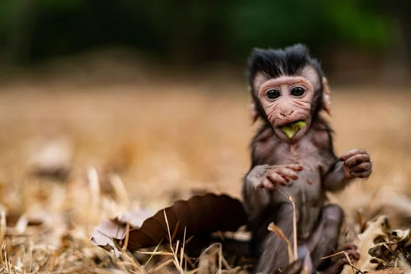 Ein Niedliches Rhesusmakakenbaby Macaca Mulatta Isst Bananen — Stockfoto