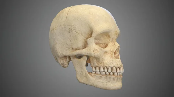 Representación Cráneo Humano Aislado Sobre Fondo Gris — Foto de Stock